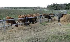 Chipre del Norte: Advertencias por la enfermedad de las vacas locas