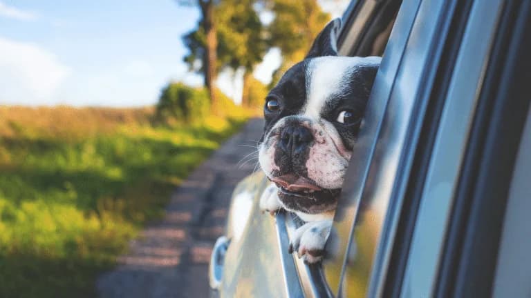 Atenas en agosto: 6 destinos para pasear a tu perro