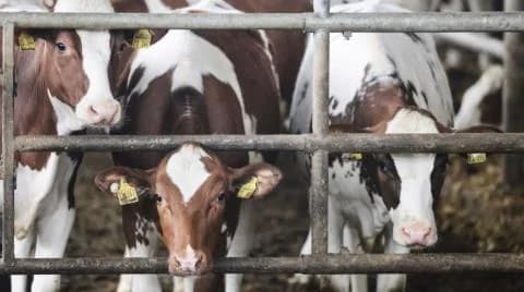«Ministro de Salud»: RC destacó el tema de la enfermedad de las vacas locas