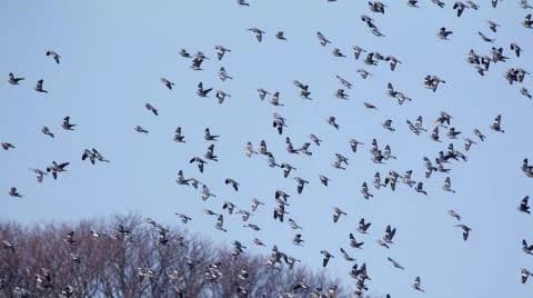 Forstamt appelliert zur Vorsicht während der Taubenjagdsaison