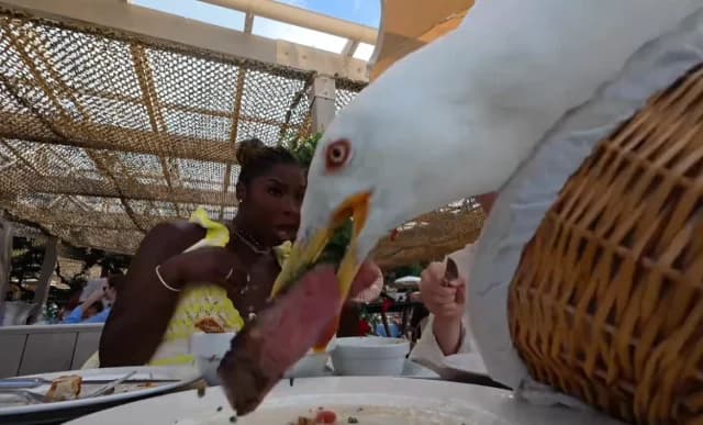 Gaviota arrebata filete de $100 a pareja en Cannes - Video