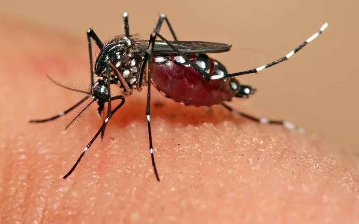 Grecia: Dos muertes por el virus del Nilo Occidental