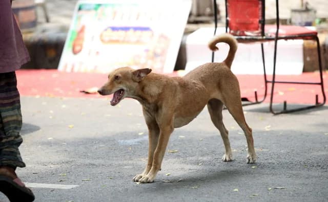 India: Tribunal Supremo revoca orden de confinar perros callejeros