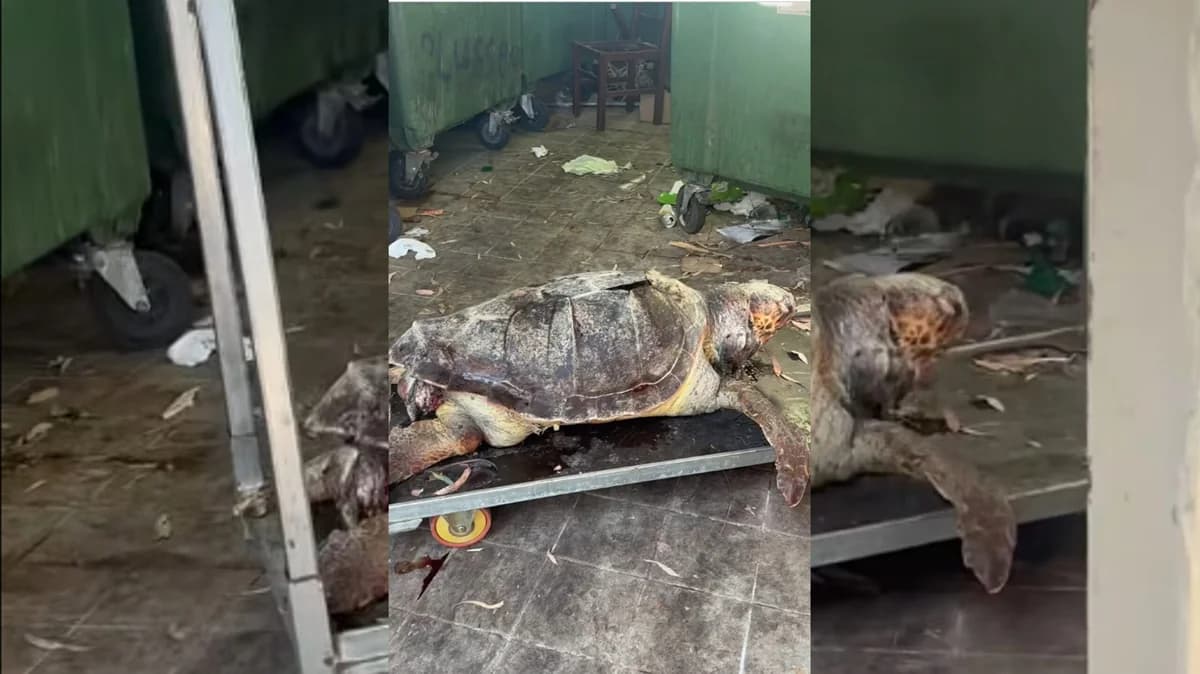 Limassol: Dead Turtle Found Discarded in Garbage (Video)