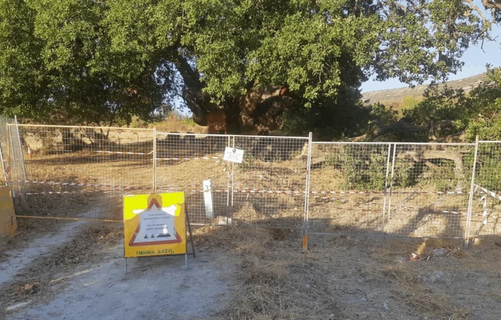 Λάνεια: Προσοχή στο αιωνόβιο δέντρο, προειδοποιεί το Τμήμα Δασών