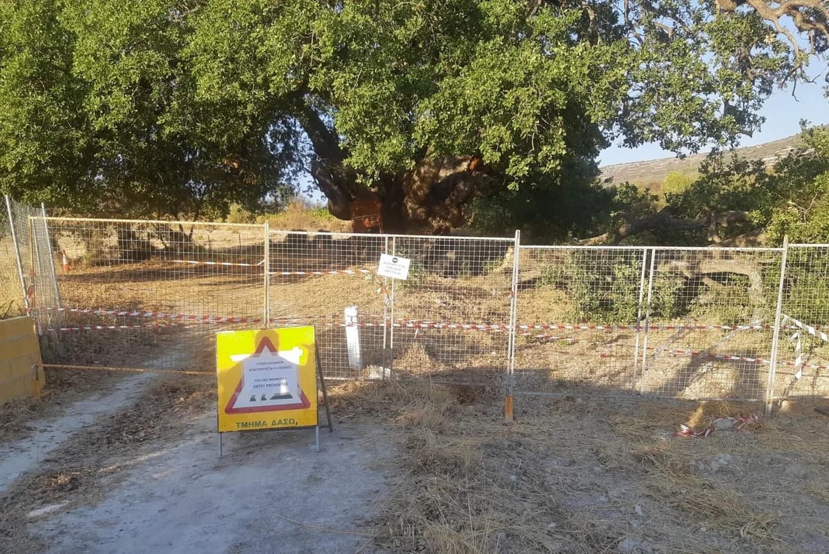 Advertencia: Riesgo de Lesiones por Roble Antiguo en Laneia