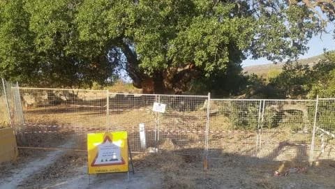 Lania: Peligro con el roble 'Monumento de la Naturaleza' - Advertencia