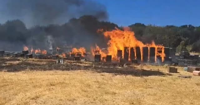 Thessaloniki: Feuer in Hortiatis durch Bienenstöcke ausgelöst – Schnell gelöscht