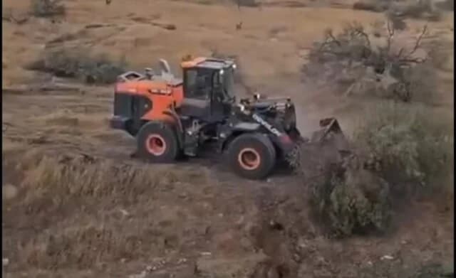 Израильские бульдозеры выкорчевали тысячи деревьев на Западном берегу