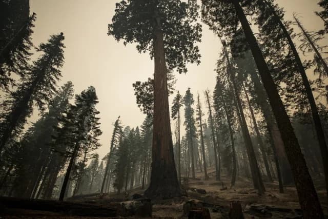 Encuentran Gran Cultivo de Marihuana en Parque Nacional de California