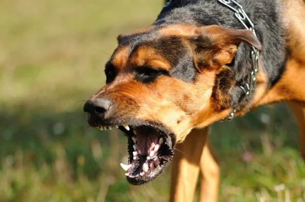 Hundeangriff auf Arbeiterin: Mit Verletzungen ins Krankenhaus