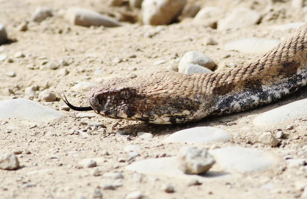 אזהרת לוכד נחשים: נחשים מחפשים מים ומזון לאחר שריפות קטלניות