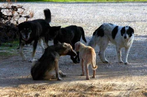 Erweiterung des Tierheims in Paliometocho: Finanzierungsantrag eingereicht