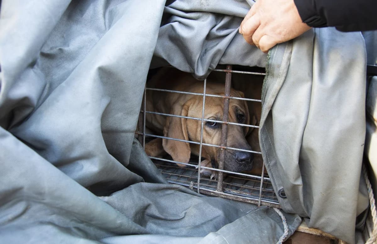 Thessaloniki: 40-year-old accused of dog abuse at campsite