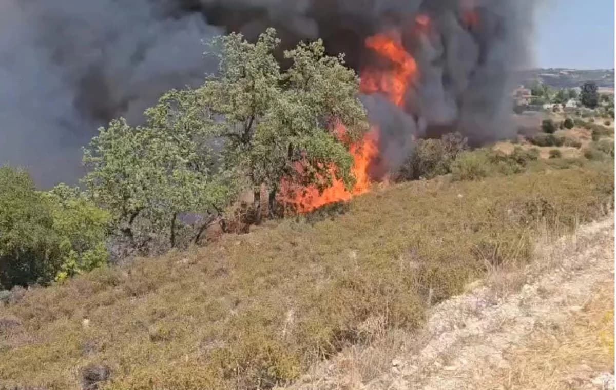 Bericht: Zigarettenkippen verursachten verheerendes Feuer in Limassol