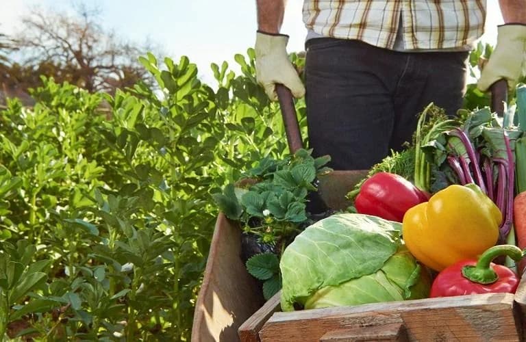 Economistas advierten sobre el aumento de los precios de los alimentos en EE. UU.