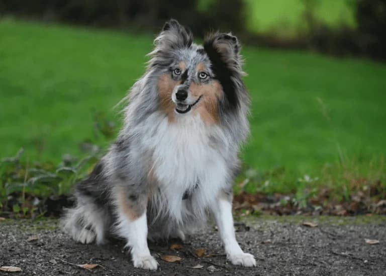 Fortgeschrittenes Hundetraining: Stärkung von Beziehung und Vertrauen