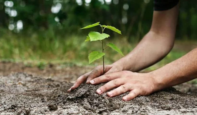 利马索尔山区将植树2万棵以进行重新造林