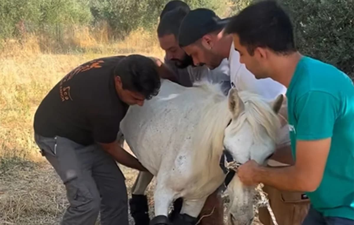 הסיפור של מריאנתי: סוס נטוש באדיפסוס