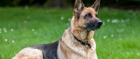 Änderungen des Hundegesetzes angestrebt: Schwerpunkt auf Training