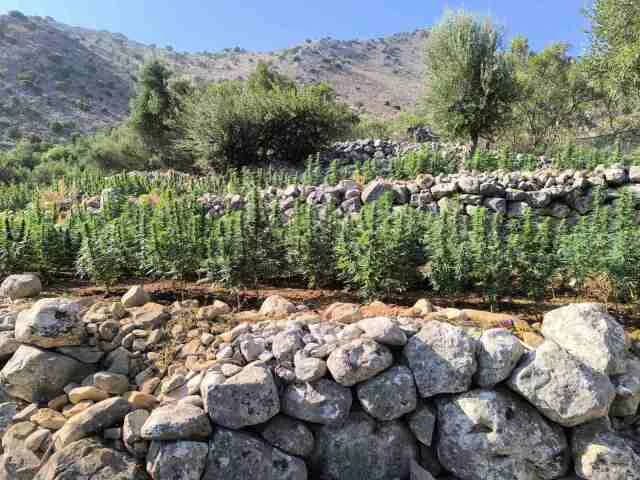 Mani Oriental: Plantación de Cannabis con más de 2,000 Plántulas, 4 Arrestos