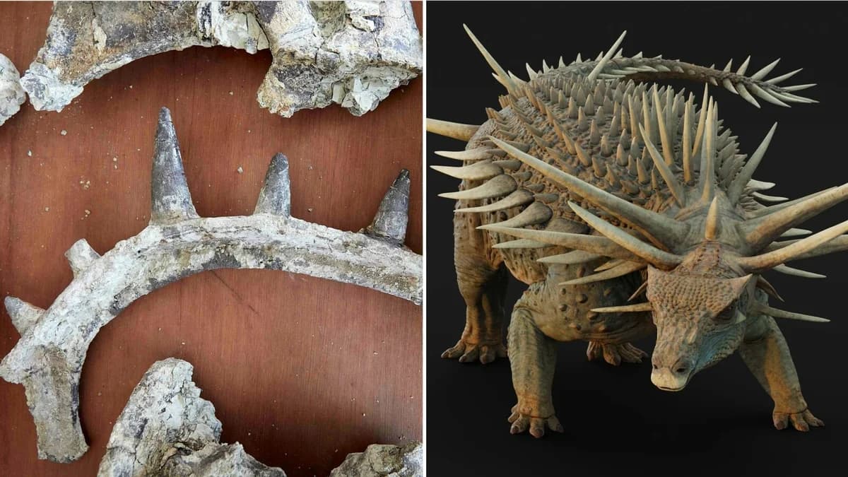 "Strangest" Dinosaur Covered in Spikes Discovered