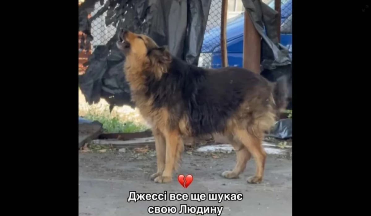 Трогательно: Собака Искала Хозяина в Киеве После Российского Нападения
