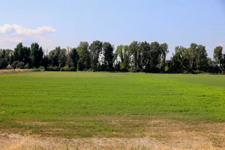 Las seis plagas para los agricultores y la pérdida de ingresos