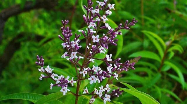 Lemon Verbena: The Herbal "Ozempic" for Weight Loss