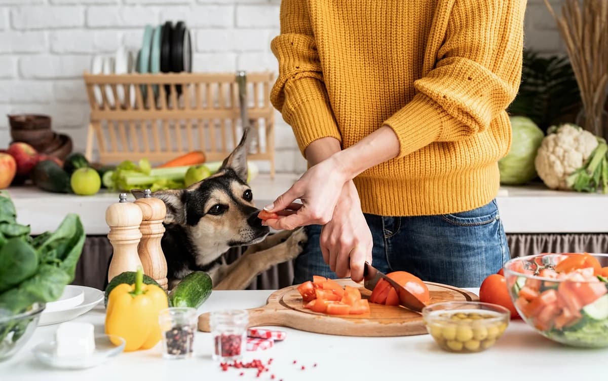 7 ключевых продуктов для долголетия и здоровья собак