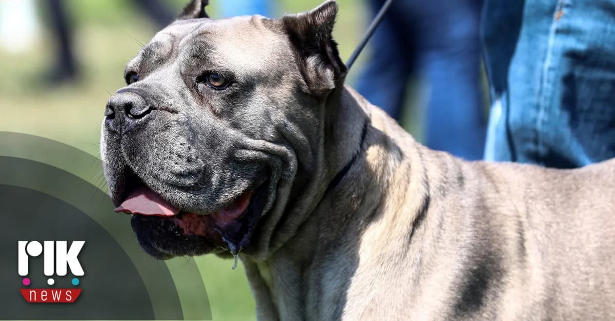 Pitbull Ataca a Niña de Dos Años en Foini