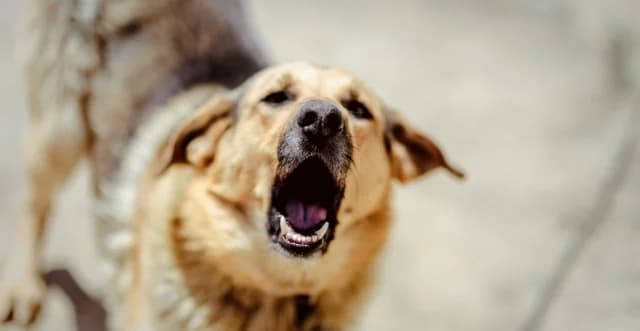 Salónica: Ataque de perro a un trabajador postal en Panorama