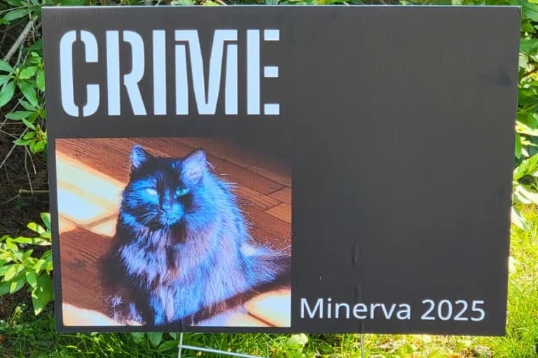 Samtpfoten-Politik: Katze kandidiert für Bürgermeisteramt in Massachusetts