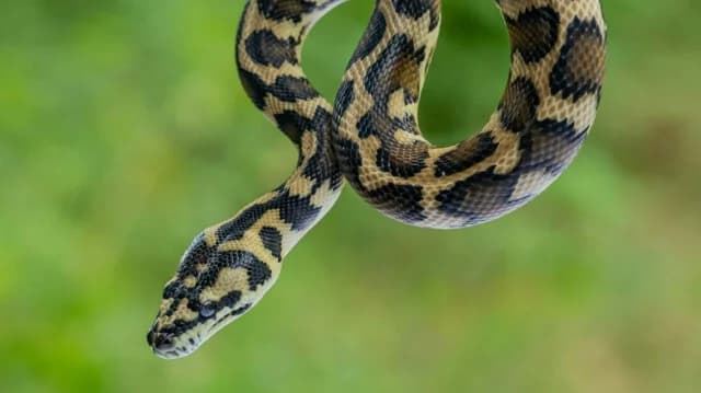 Big 4: Why the Most Venomous Snakes Are Spreading