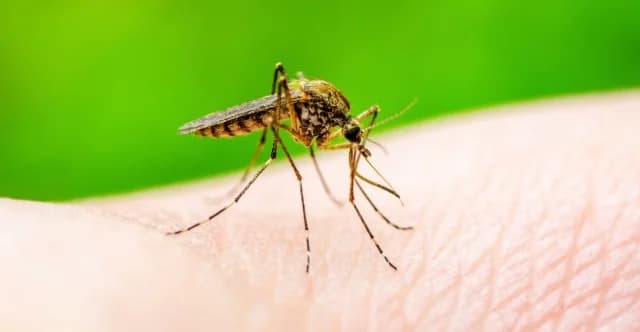 EODY: 75 casos del virus del Nilo Occidental y 5 muertes en Grecia