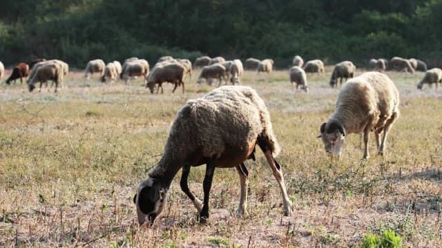 «Πόλεμος δέκα ημερών» για την ευλογιά των αιγοπροβάτων – Κίνδυνος lockdown