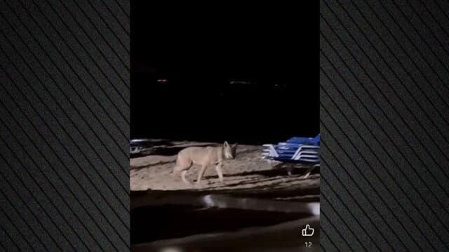 Chalkidiki: Mobilisierung wegen Wolf nach Angriff auf Kind