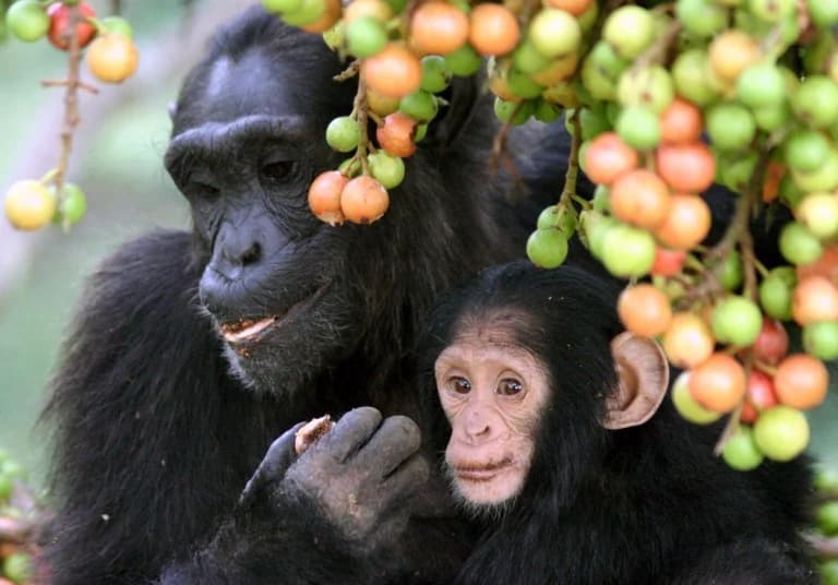 Estudio revela que los chimpancés consumen alcohol de frutas fermentadas