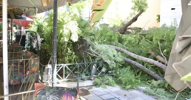 Athens: Tree Fall Injures Two - Allegations of Negligence Against Municipality