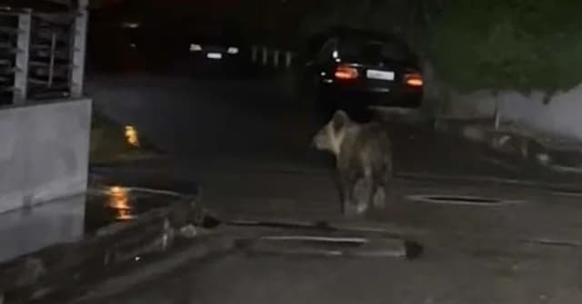 Αρκούδα замества Тρίκαλα: Αναστάτωση στην πόλη – Φωτογραφίες