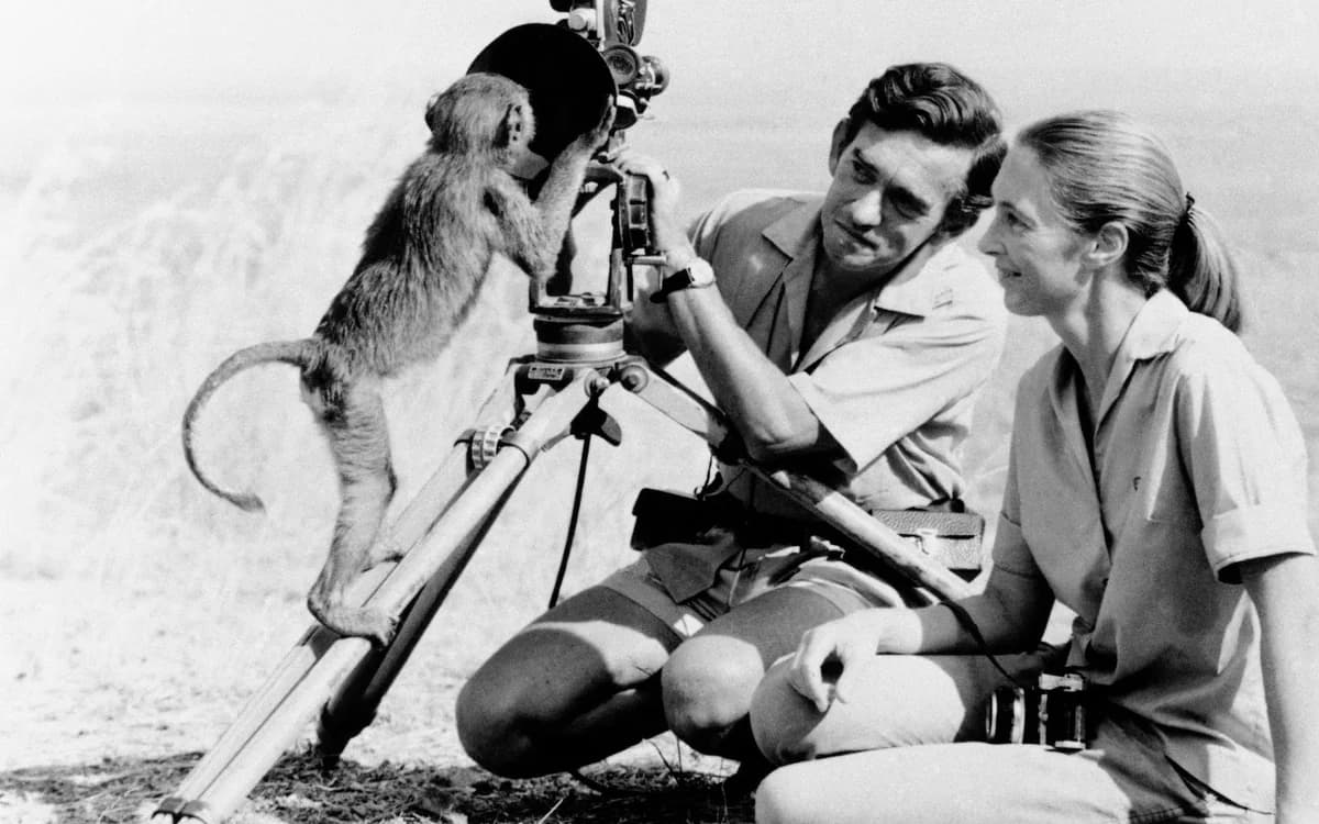Jane Goodall, bahnbrechende Schimpansenforscherin, stirbt mit 91 Jahren