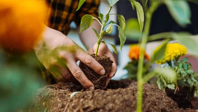 5+1 Pflanzen für die Herbstpflanzung