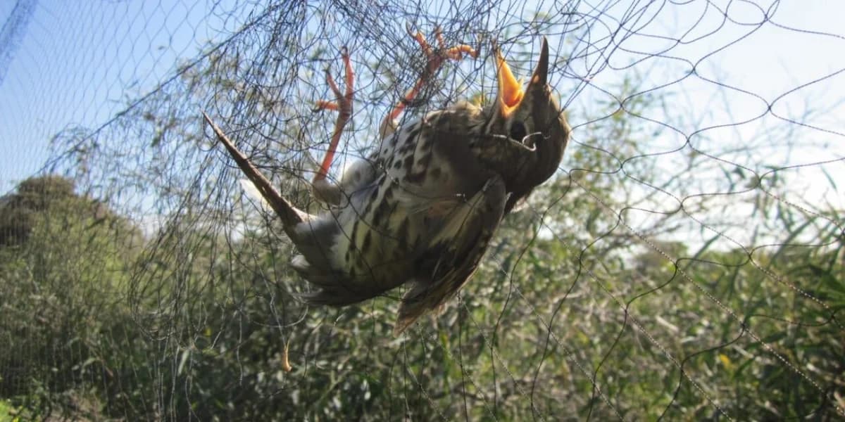 55-Jähriger wegen illegaler Jagd auf Wildvögel verhaftet