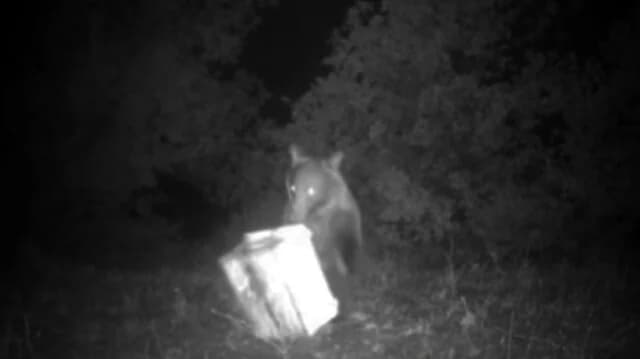 Fthiotida: Bear Attacks Beekeeper's Hives