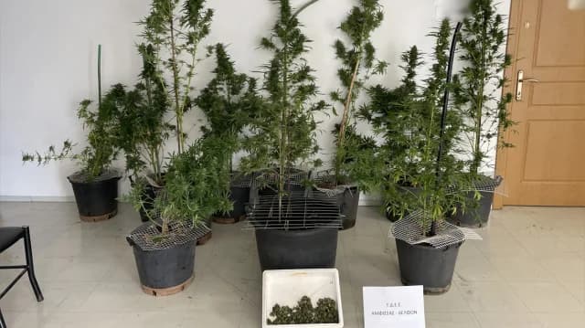 福基斯：因毒品被捕 – 发现 11 株大麻植物