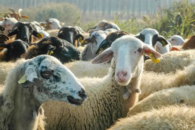 Imathia: 500 Tiere gestohlen, Angst vor Pockenausbruch auf Bauernhof