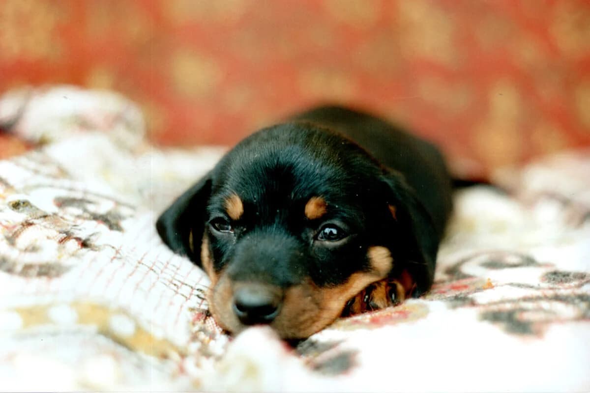 Outrage: 11 Puppies Tied in a Bag and Thrown in the Trash – 5 Dead
