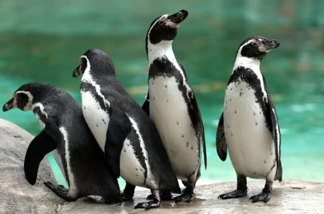 Protestan contra acuario de Londres: 'Pingüinos atrapados bajo tierra'