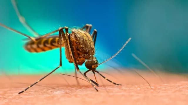 Climate Change: Mosquitoes Appear in Iceland