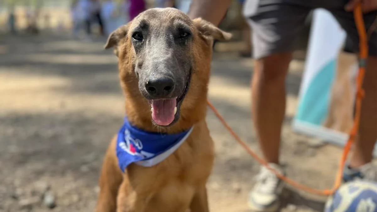 Rudi: Malinois Mix Seeks a Family in Cyprus or England
